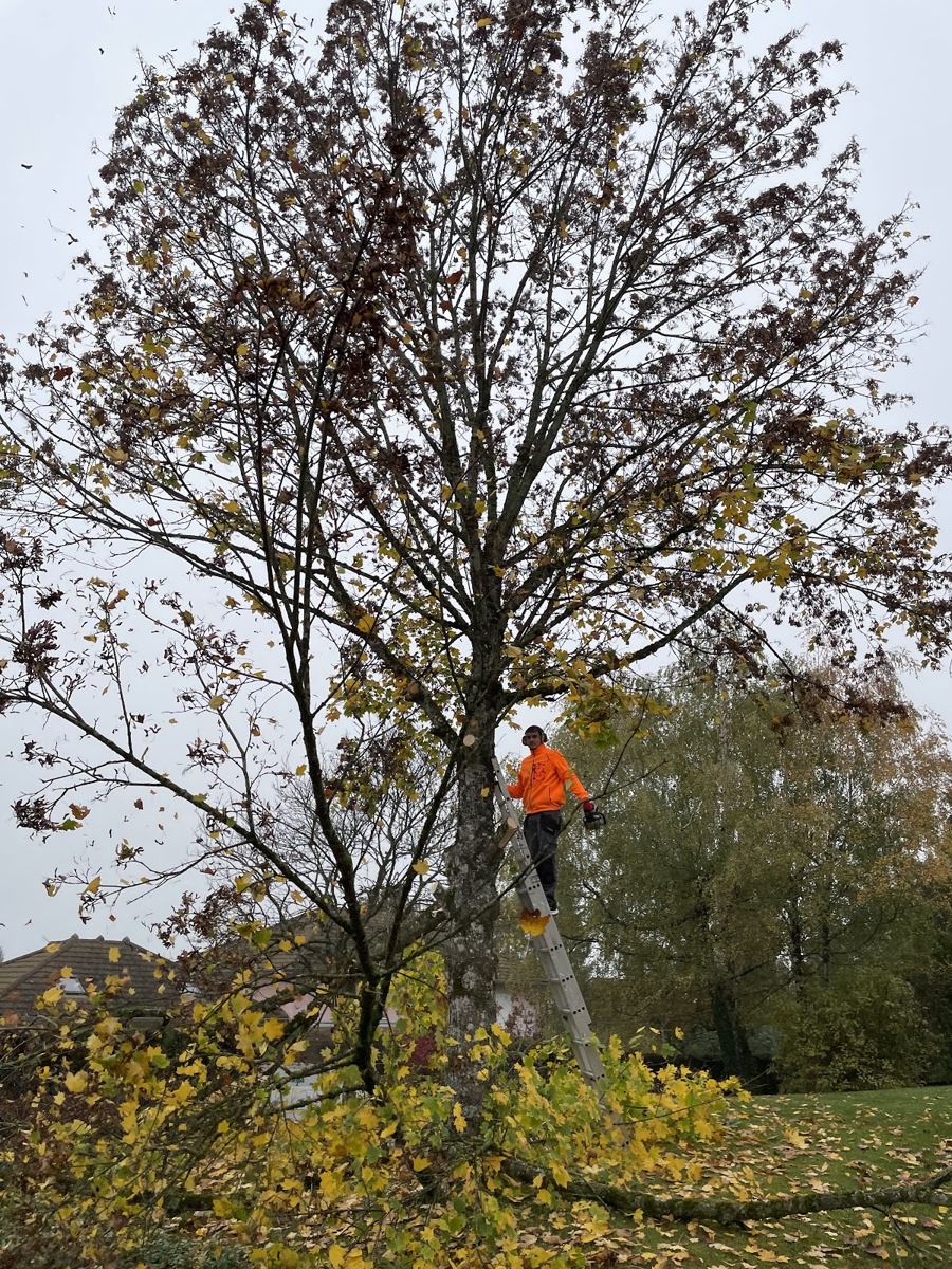 Élagueur encordé dans un arbre aux feuilles d'automne
