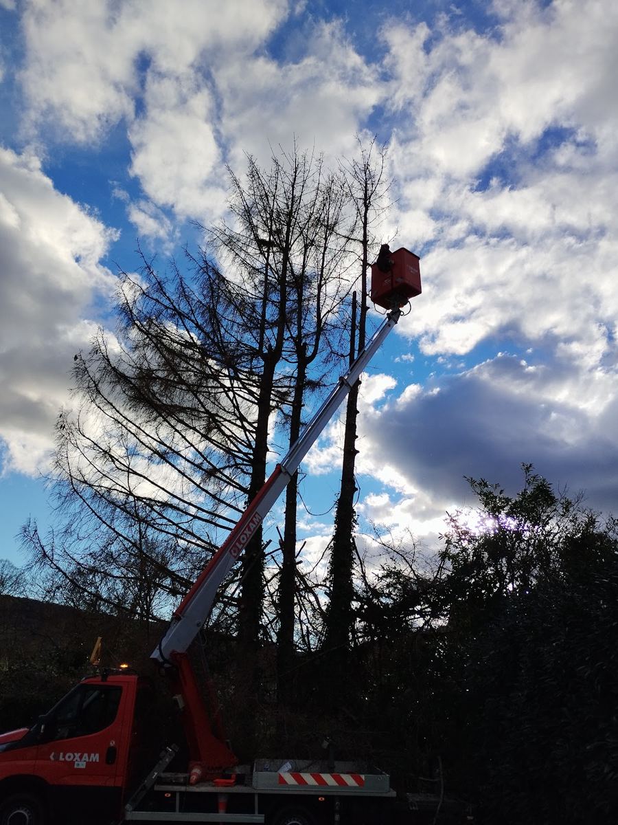 Élagage d'un grand arbre depuis une nacelle élévatrice, sous un ciel nuageux
